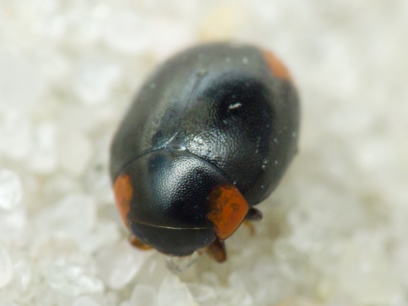 Hyperaspis reppensis (Herbst, 1783)